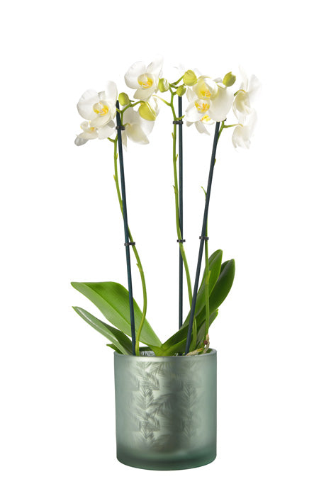 Vase Übertopf aus Glas grün silber mit Blattmuster 20cm