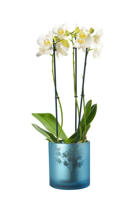 Windlicht Vase aus Glas blau silber mit Blumen 10cm